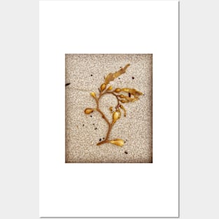 Beach Art by Kelp Posters and Art